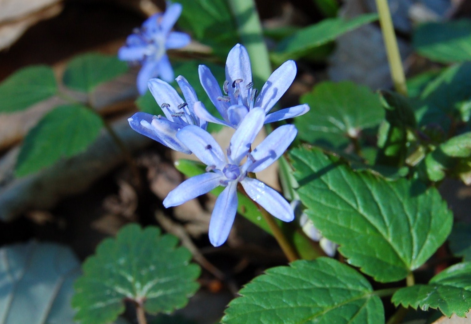 Scilla bifolia, Anemone nemorosa, Viola e Tussilago farfara
